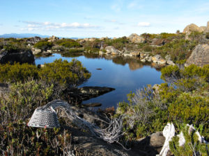 Telephone wire basket in alpine shrub in front of a tarn on the mountain plateau above Lake Skinner, with the Mt Wellington range in the background.