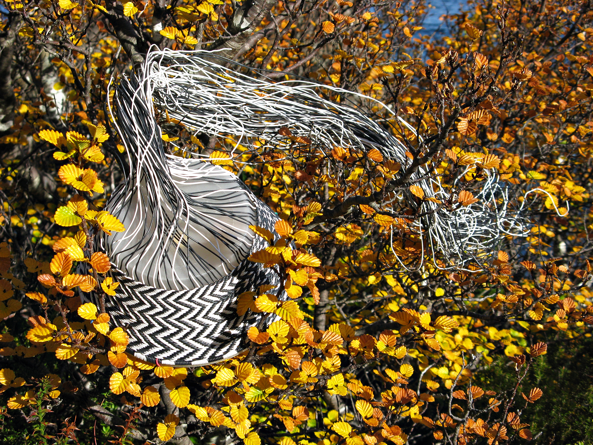 Black and white chevron wire basket in progress, nestled amongst the golden orange autumn foliage of Tasmania's deciduous beech.