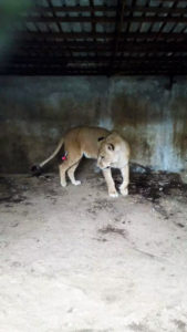 A captive lioness in a filthy, dark, concrete and steel cage