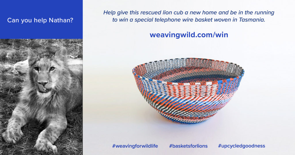 Help give this rescued lion cub a new home and be in the runningto win a special telephone wire basket woven in Tasmania.